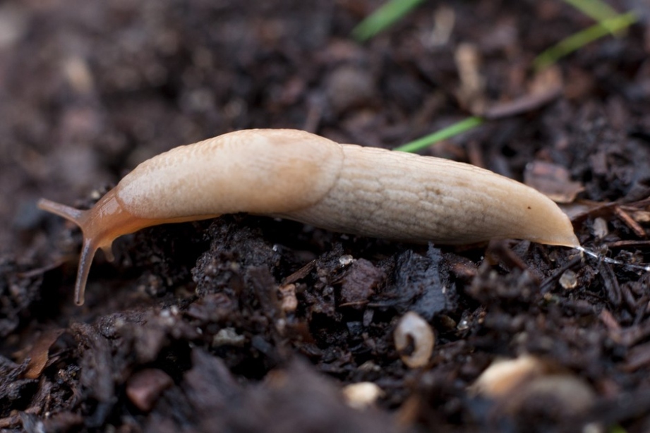 Say Goodbye To Slimy Invaders: Tips For Kicking Slugs Out Of Your Potted Plants