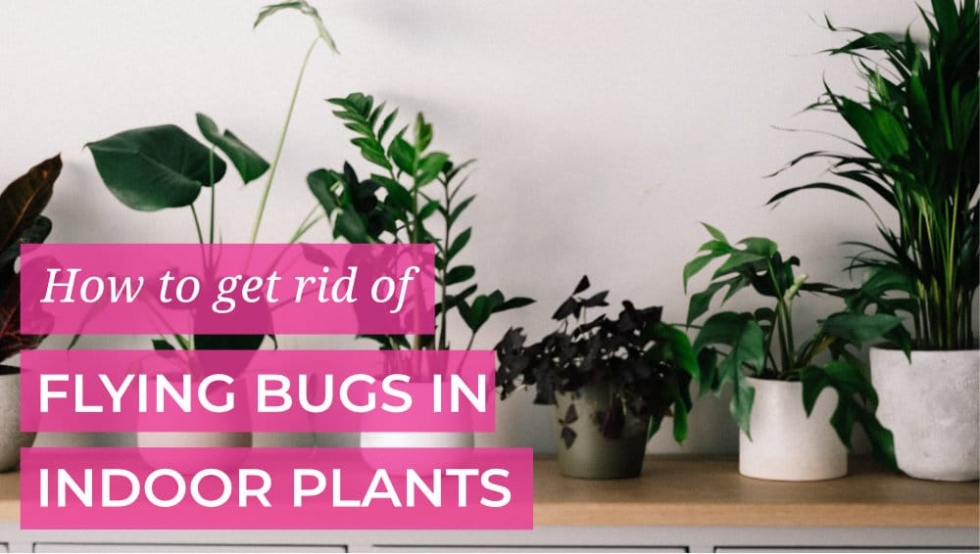 How To Get Rid Of Those Annoying Flying Bugs In Indoor Plants