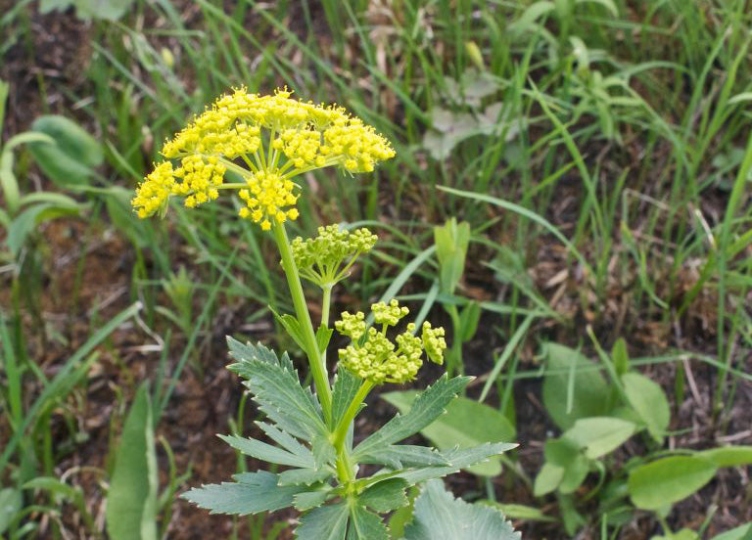 How To Get Rid Of Wild Poison Parsnip Without Using Chemical