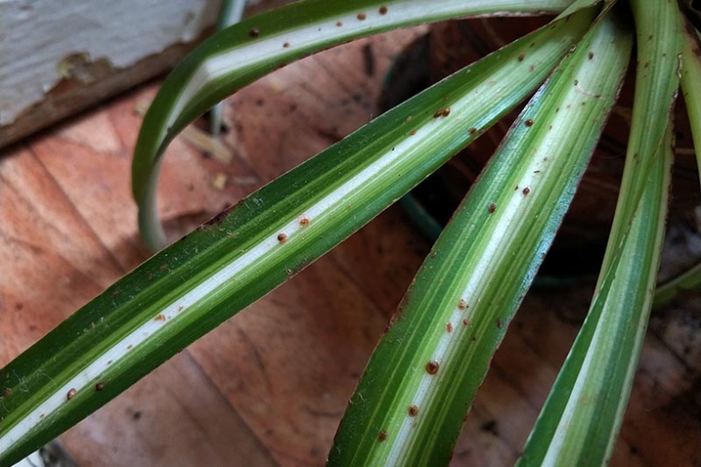 Say Goodbye To Pesky Scale Bugs On Your Spider Plants With These Easy Tips!