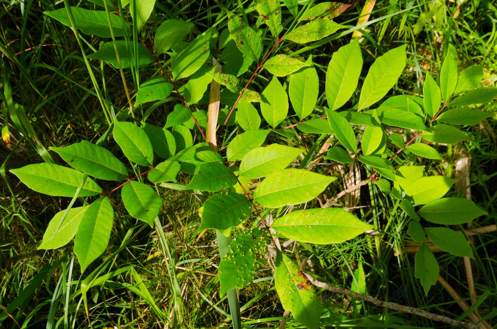 How To Identify, Remove, And Treat Poison Sumac