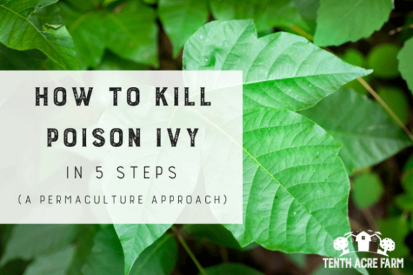 Ultimate Guide To Eradicating Poison Ivy Plants For Good!