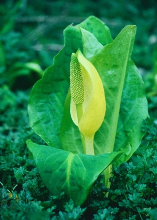 Say Goodbye To Stinky Skunk Cabbage: Easy Ways To Banish This Pesky Plant!