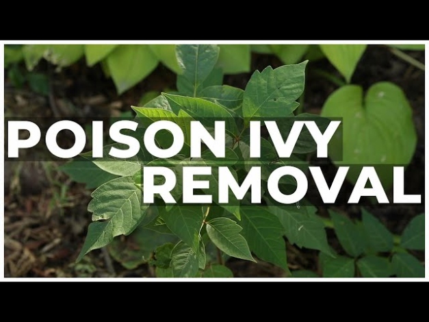 How To Remove Poison Ivy From Your Garden - YouTube