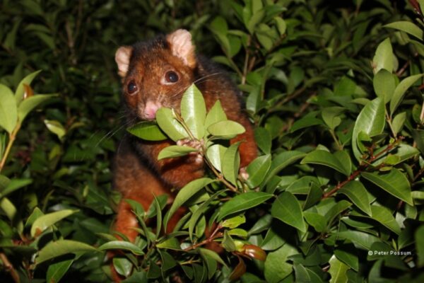 Plant-Saving Tips: Banishing Pesky Possums From Your Garden!