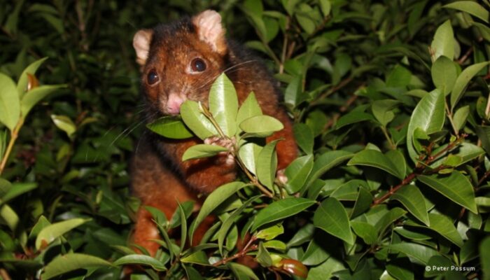 Plant-Saving Tips: Banishing Pesky Possums From Your Garden!