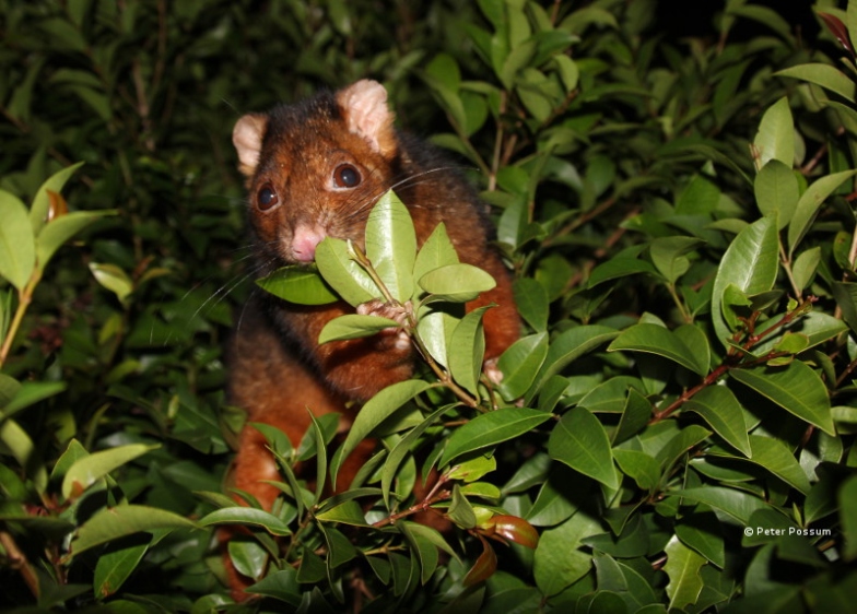 Plant-Saving Tips: Banishing Pesky Possums From Your Garden!