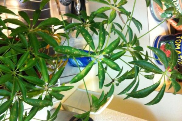 Slaying The Scale: Easy Ways To Banish Those Pesky Pests From Your Umbrella Plant