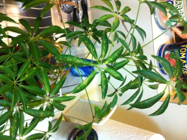 Slaying The Scale: Easy Ways To Banish Those Pesky Pests From Your Umbrella Plant