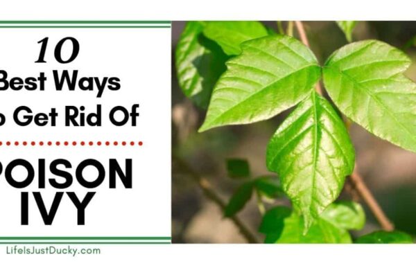 5 Foolproof Methods To Eliminate Poison Ivy Plants Quickly