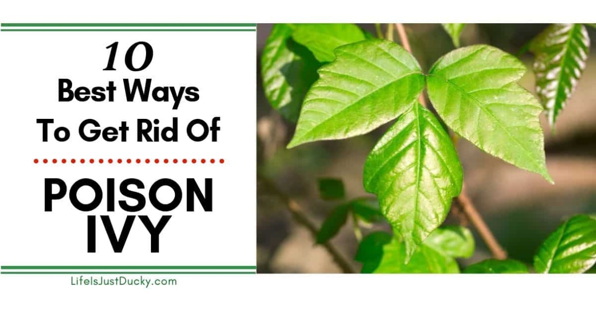 5 Foolproof Methods To Eliminate Poison Ivy Plants Quickly