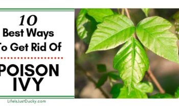 Natural Ways To Eliminate Poison Ivy Plants Safely And Effectively