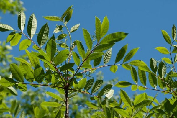 Ultimate Guide To Eliminating Poison Sumac Plants For Good!