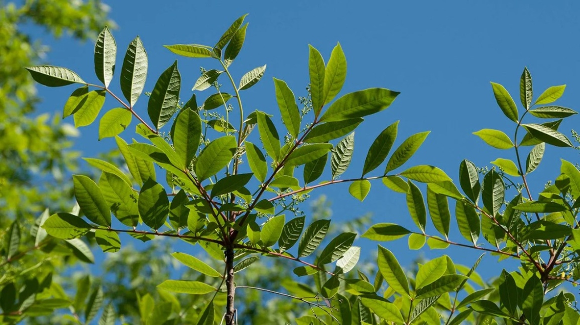 Ultimate Guide To Eliminating Poison Sumac Plants For Good!