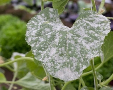 Banish Plant Powdery Mildew For Good With These Effective Tips!