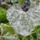 Ultimate Guide: Eliminating Powdery Mildew On Plants With Ease!