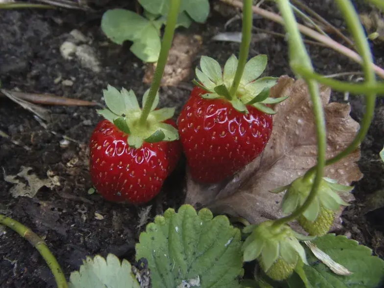 Prevent Slugs On Strawberries  Effective Slug Control Methods