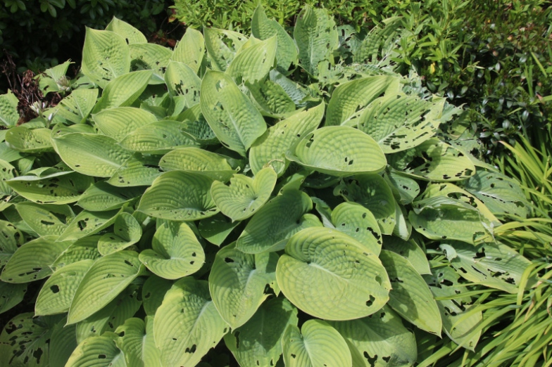 Say Goodbye To Slimy Pests: Easy Ways To Banish Slugs From Your Hosta Plants