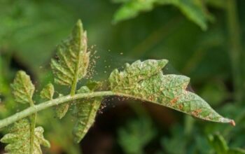 Spider Mite Showdown: The Ultimate Guide To Banishing Plant Pests For Good!