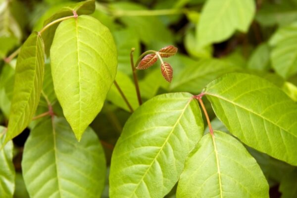 Say Goodbye To Poison Ivy Plants For Good With These Foolproof Tips!