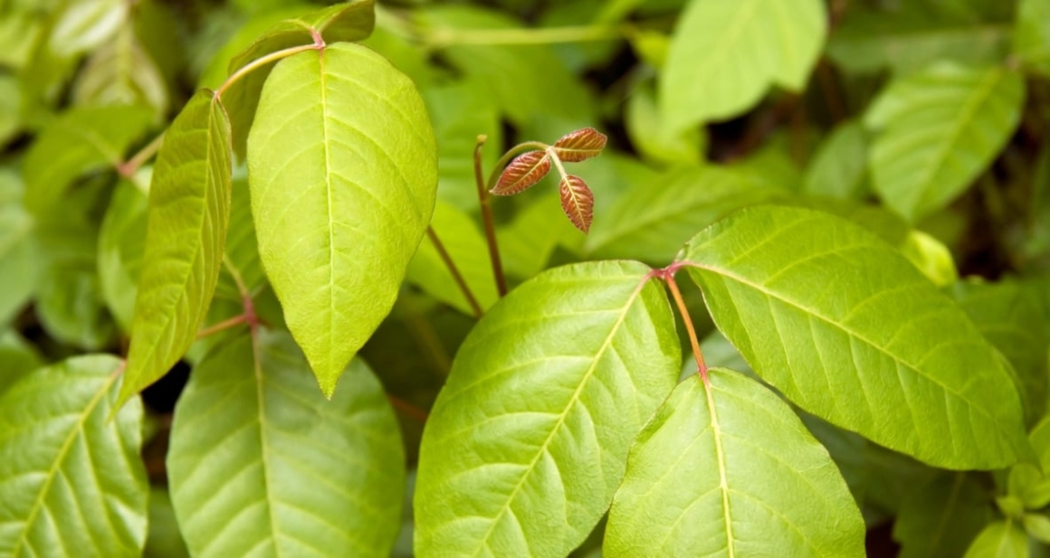 Say Goodbye To Poison Ivy Plants For Good With These Foolproof Tips!