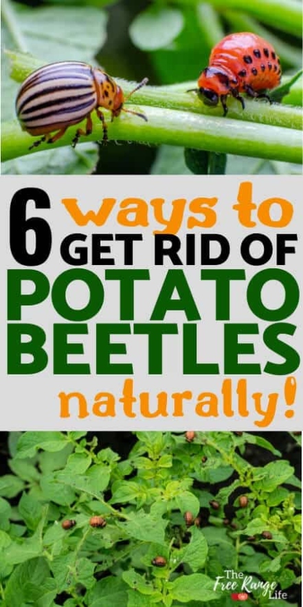 Ways To Get Rid Of Potato Beetles In Your Garden  Naturally!