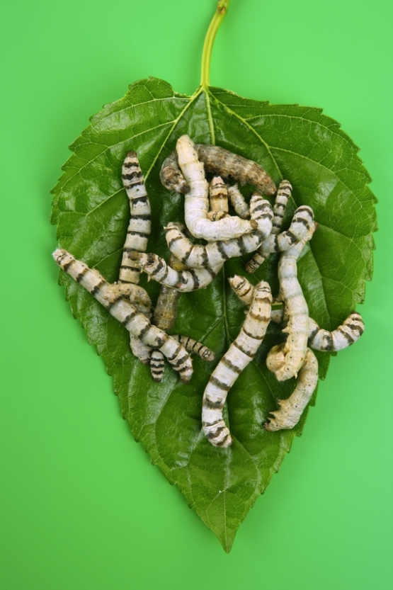 Say Goodbye To Pesky Silkworms On Your Plants: Effective Solutions!