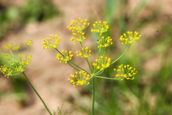 Banish Poison Parsnip Plants: Effective Tips For Eradicating The Toxic Menace