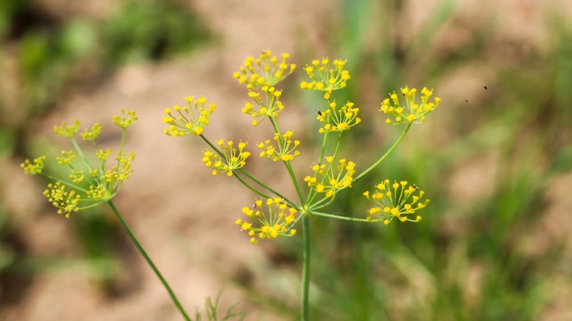 Banish Poison Parsnip Plants: Effective Tips For Eradicating The Toxic Menace